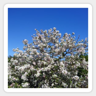 White apple blossom, blue sky Sticker